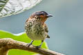 Rufous-throated Tanager Ixothraupis rufigula