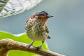 Rufous-throated Tanager Ixothraupis rufigula