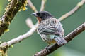 Rufous-throated Tanager Ixothraupis rufigula