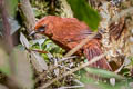 Rufous Spinetail Synallaxis unirufa unirufa