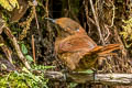 Rufous Wren Cinnycerthia unirufa unibrunnea 