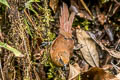 Rufous Wren Cinnycerthia unirufa unibrunnea 