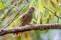 Rusty-backed Spinetail Cranioleuca vulpina vulpina