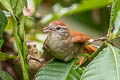 Rusty-backed Spinetail Cranioleuca vulpina vulpina