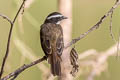 Rusty-margined Flycatcher Myiozetetes cayanensis rufipennis