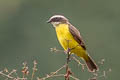 Rusty-margined Flycatcher Myiozetetes cayanensis hellmayri