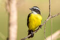 Rusty-margined Flycatcher Myiozetetes cayanensis rufipennis