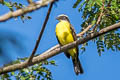 Rusty-margined Flycatcher Myiozetetes cayanensis hellmayri