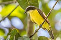 Rusty-margined Flycatcher Myiozetetes cayanensis rufipennis