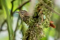 Rusty-winged Barbtail Premnornis guttuliger guttuliger