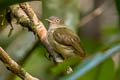 Saffron-crested Tyrant-Manakin