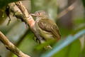 Saffron-crested Tyrant-Manakin