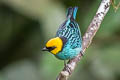 Saffron-crowned Tanager Tangara xanthocephala venusta