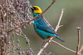 Saffron-crowned Tanager Tangara xanthocephala venusta