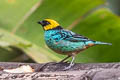 Saffron-crowned Tanager Tangara xanthocephala venusta