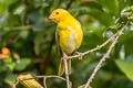 Saffron Finch Sicalis flaveola flaveola