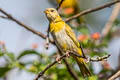 Saffron Finch Sicalis flaveola flaveola