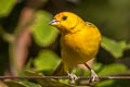 Saffron Finch Sicalis flaveola flaveola