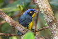 Santa Marta Mountain Tanager Anisognathus melanogenys