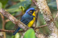 Santa Marta Mountain Tanager Anisognathus melanogenys