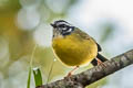 Santa Marta Warbler Myiothlypis basilica