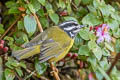 Santa Marta Warbler Myiothlypis basilica