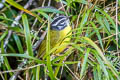 Santa Marta Warbler Myiothlypis basilica