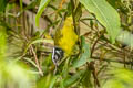 Santa Marta Warbler Myiothlypis basilica