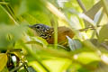 Santa Marta Antbird Drymophila hellmayri