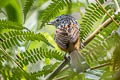 Santa Marta Antbird Drymophila hellmayri