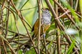 Santa Marta Antbird Drymophila hellmayri