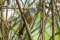 Santa Marta Antbird Drymophila hellmayri