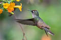 Santa Marta Blossomcrown Anthhocephala floriceps