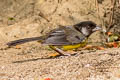 Santa Marta Brushfinch Atlapetes melanocephalus