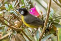 Santa Marta Brushfinch Atlapetes melanocephalus