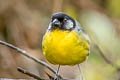 Santa Marta Brushfinch Atlapetes melanocephalus