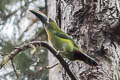 Santa Marta Toucanet Aulacorhynchus albivitta lautus