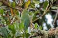 Santa Marta Toucanet Aulacorhynchus albivitta lautus