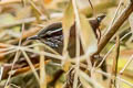 Hermit Wood Wren Henicorhina anachoreta