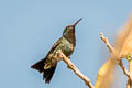 Sapphire-throated Hummingbiird Chrysuronia coeruleogularis confinis