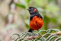 Scarlet-bellied Mountain Tanager Anisognathus igniventris erythrotus