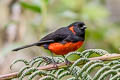 Scarlet-bellied Mountain Tanager Anisognathus igniventris erythrotus