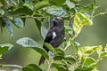 Scarlet-browed Tanager Heterospingus xanthopygius berliozi