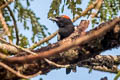 Scarlet-browed Tanager Heterospingus xanthopygius berliozi