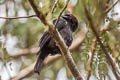 Scarlet-browed Tanager Heterospingus xanthopygius berliozi