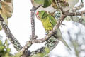 Scarlet-fronted Parakeet Psittacara wagleri wagleri