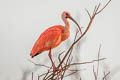 Scarlet Ibis Eudocimus ruber