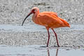 Scarlet Ibis Eudocimus ruber