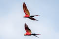 Scarlet Macaw Ara macao macoa