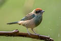 Scrub Tanager Stilpnia vitriolina